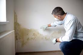 Mold Odor Removal Services in Brocton, NY